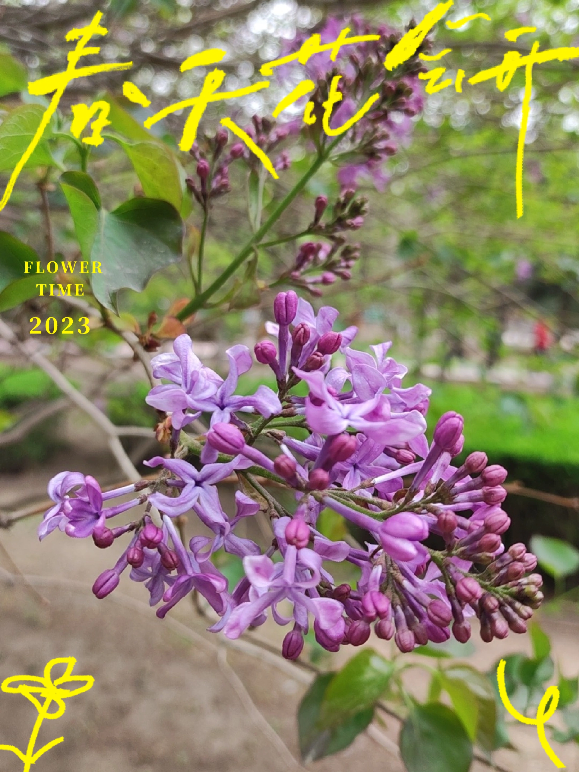 色丁香五月婷婷绽放初夏芬芳,醉人花香满园,邂逅浪漫五月风情 色丁香五月婷婷绽放初夏芬芳,醉人花香满园,邂逅浪漫五月风情