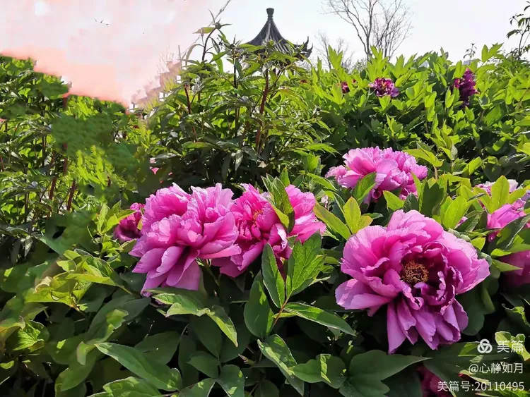 婷丁四月色妞妞春意盎然，花开满园，踏青赏景正当时