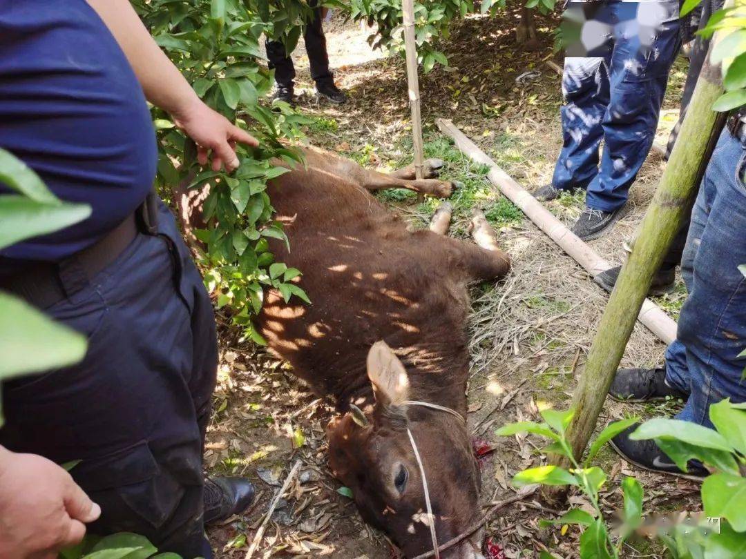 2.牛牛盗摄风波持续发酵，网友热议隐私安全，呼吁加强监管