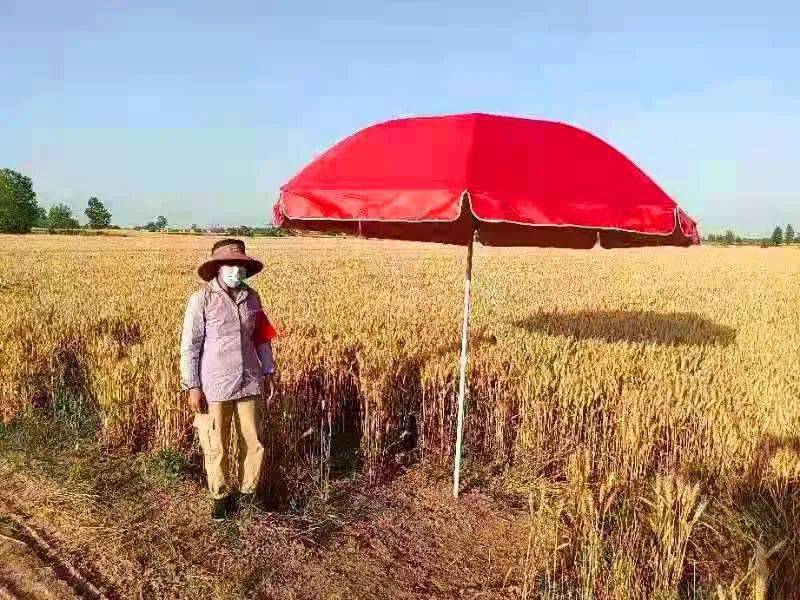 秋霞鲁丝映金风，稻浪翻涌，丰收画卷醉人心
