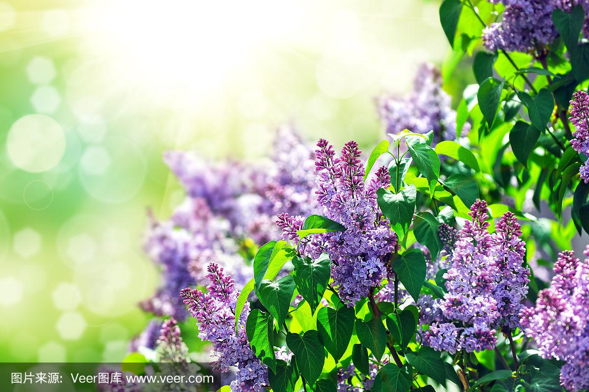 丁香五月婷婷六月中文字幕绽放盛夏，五月芬芳，丁香婷婷六月光影