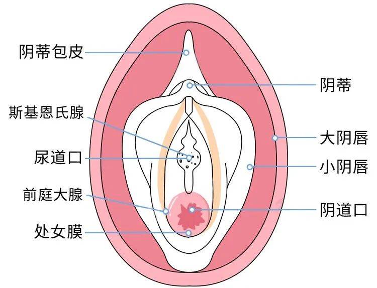女性高潮的真实体验与感受，探索无遮挡的愉悦秘密，揭秘快感背后的科学原理