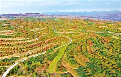 灵山风电项目事件处理结果公布，整改措施落实，生态恢复成效显著