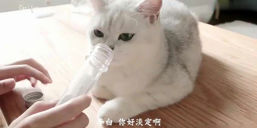 3.鱼鱼也会流泪挠脚心日本美女浜，搞笑视频，超可爱反应，网友直呼太逗了