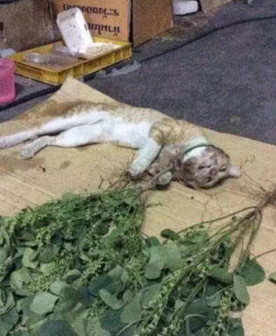 撸撸干撸撸草养殖技巧，高效种植方法，提升产量秘籍