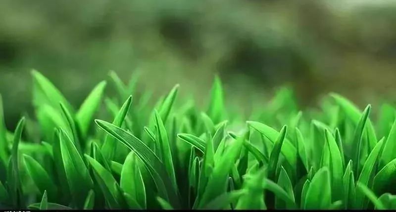 青青草青青草青青草青青草青青草青青草青青草青青草