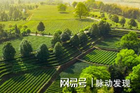 乡村一级A片振兴乡村文化打造特色A片产业新标杆