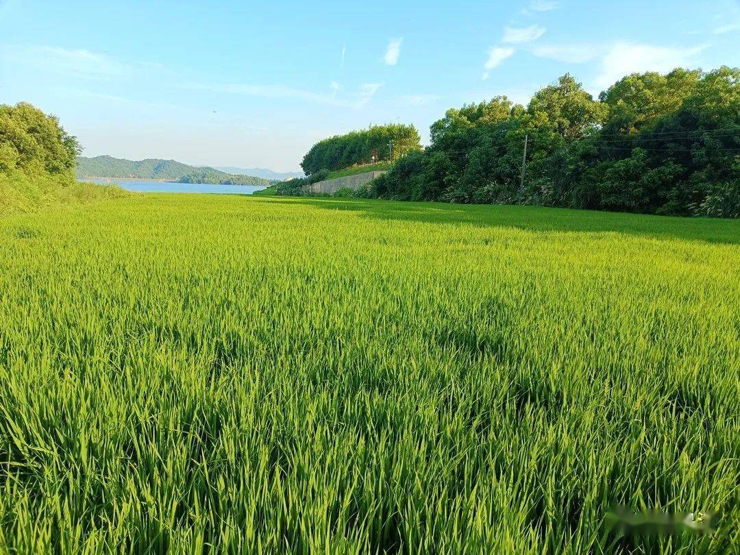 久久国产青青草绽放乡村美景，探寻自然野趣，感受田园诗意生活