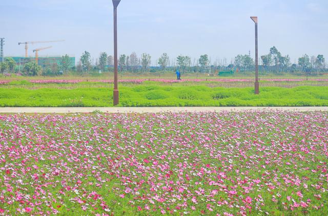 2.狠狠色丁香,芬芳四溢,醉人花海,春日浪漫