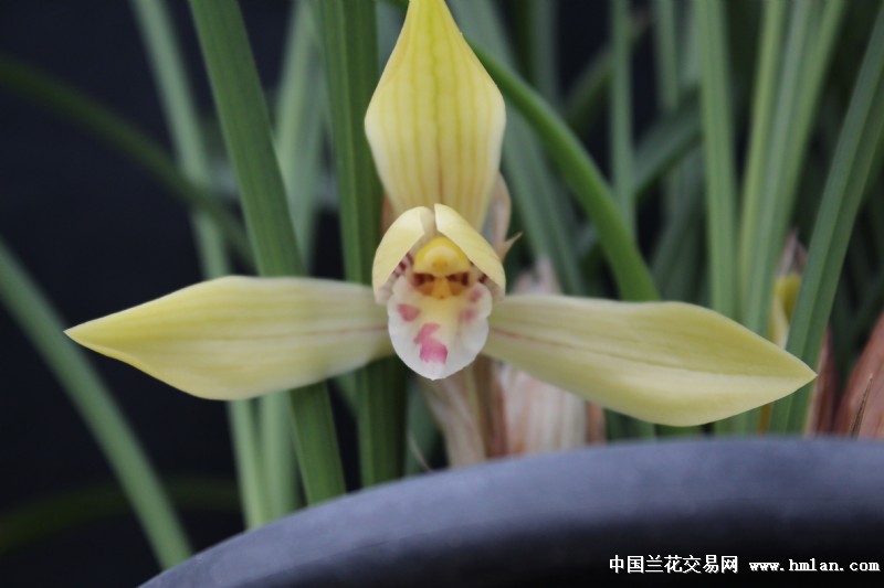 无码兰花影视绽放优雅风华，传递自然之美，展现影视艺术