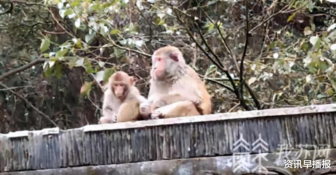 免费网站生猴子浜,轻松获取资源,快速下载,安全可靠,畅享无限乐趣 免费网站生猴子浜,轻松获取资源,快速下载,安全可靠,畅享无限乐趣