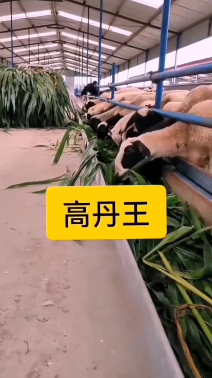 撸撸干撸撸草养殖技巧，高效种植方法，提升产量秘籍