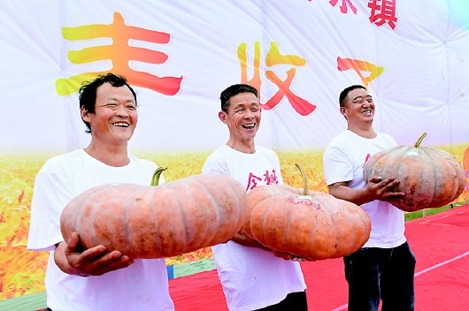 中国一片黄大地丰收金秋美景如画，农民笑颜开，共庆丰收喜悦