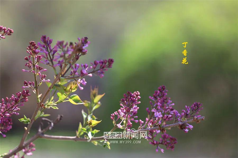 特黄大片丁香五月绽放激情，夏日浪漫邂逅，尽享视觉盛宴与心动时刻