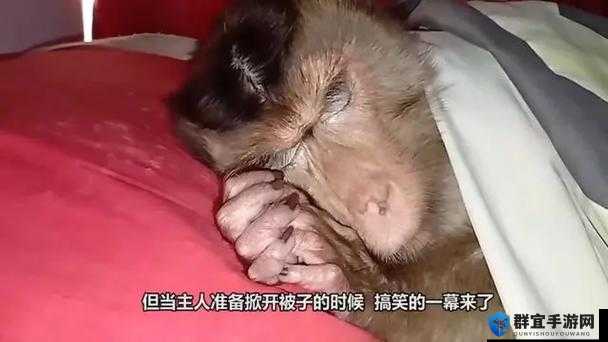 二人努力生猴子全程免费看，备孕技巧分享，甜蜜迎接新生命