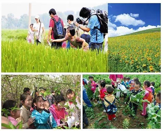 红桃阿姨视频浜带你探索乡村美食，感受田园生活，体验地道风味