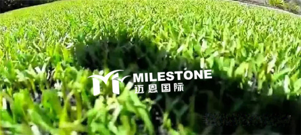 青草社区精品推荐，探索自然健康生活，发现久久青草魅力