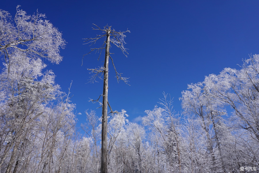 东北毛片里的冬日风情，雪地激情故事，揭秘东北独特文化