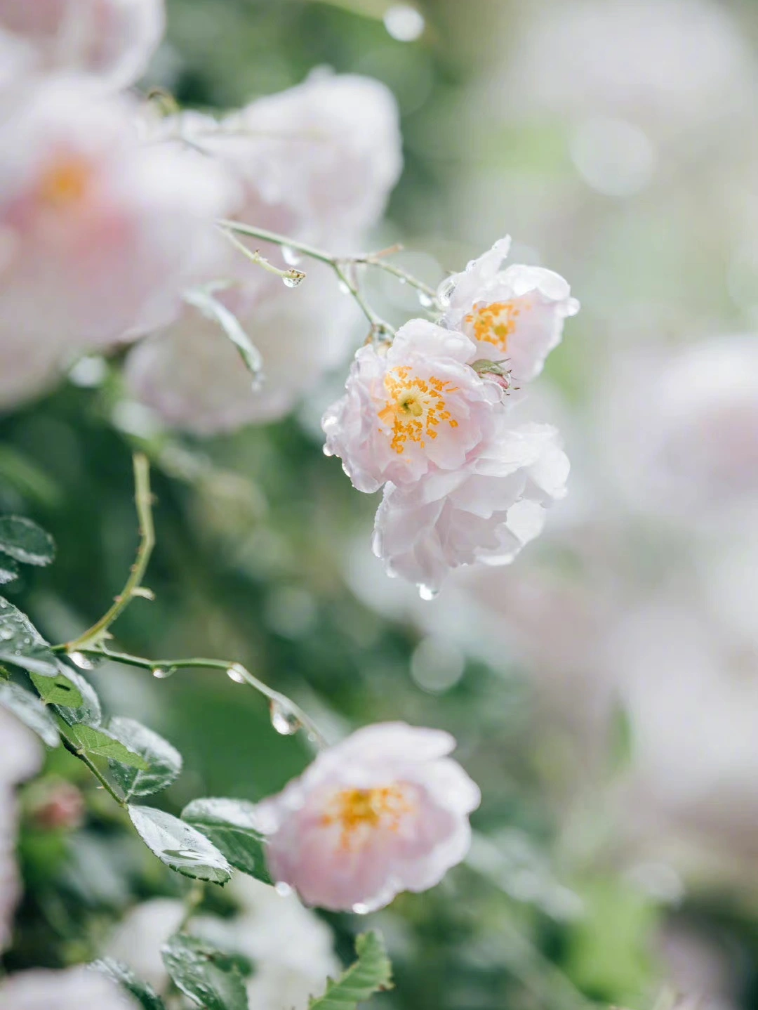 *久久婷婷丁香五月一二三，绽放初夏芬芳，邂逅浪漫花季，静待五月温柔*