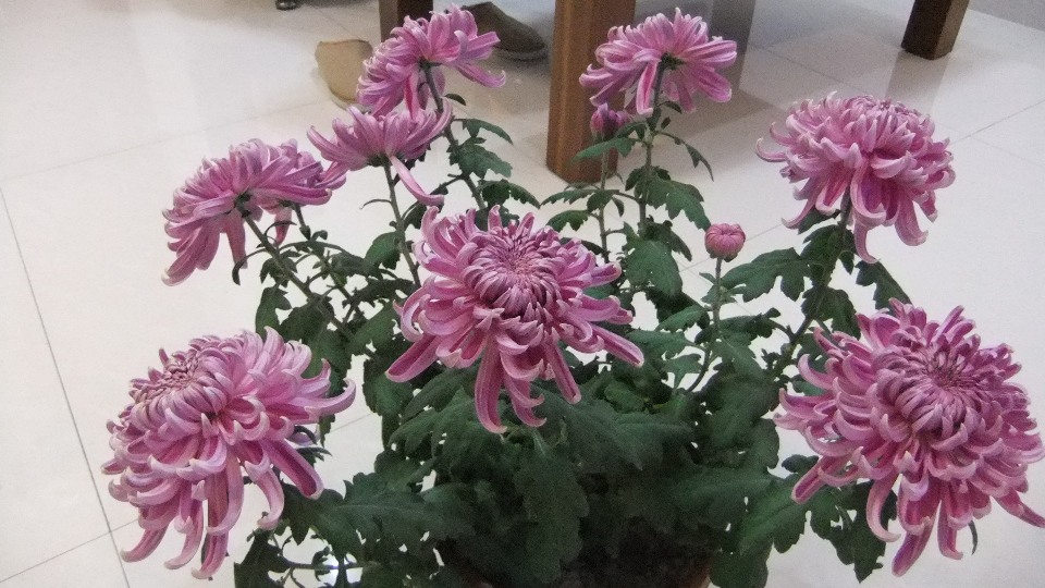 插菊花综合网唯美绽放，秋日诗意花海，尽享自然与艺术的完美融合