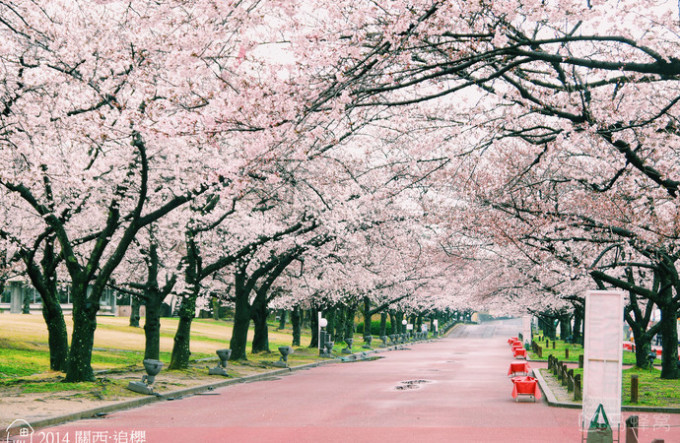 日本樱花季旅行攻略，必去景点推荐，春日赏花指南