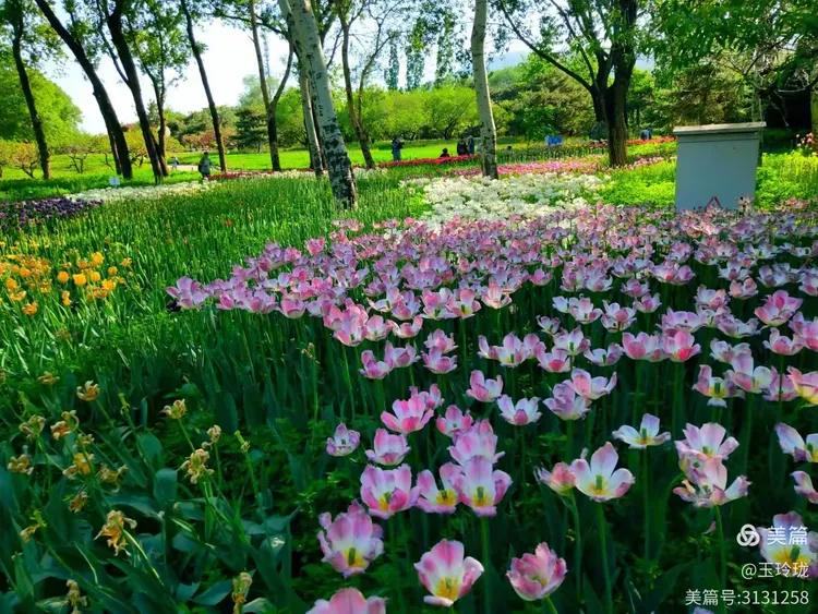 婷丁四月色妞妞春意盎然，花开满园，踏青赏景正当时