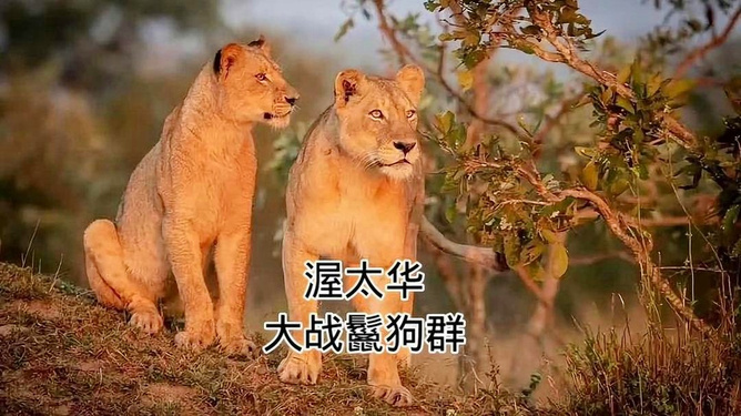 1.黄色大片动物与人和谐共处