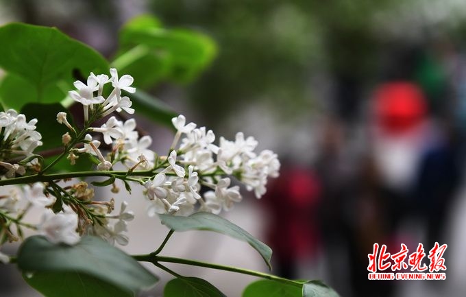俺来也婷婷丁香邂逅浪漫花香，探索春日芬芳，共赴一场丁香之约