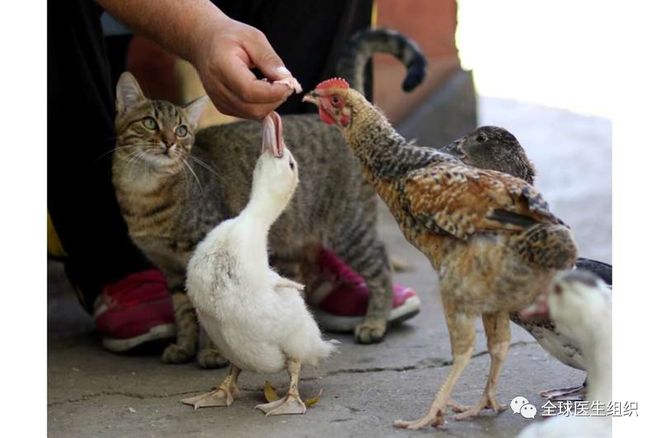 欧美老妇与禽另类交浜，奇闻轶事，猎奇探秘，揭秘罕见人禽关系
