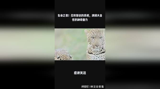 动物交配av在线观看高清视频，探索野生动物交配行为，了解自然繁衍奥秘