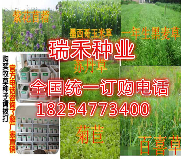 一级嫩草鲜嫩多汁营养丰富，优质牧草首选，助力牛羊健康成长