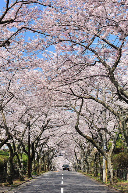 "日本樱花季最佳赏花地点,东京大阪京都攻略,春季旅行必看指南"