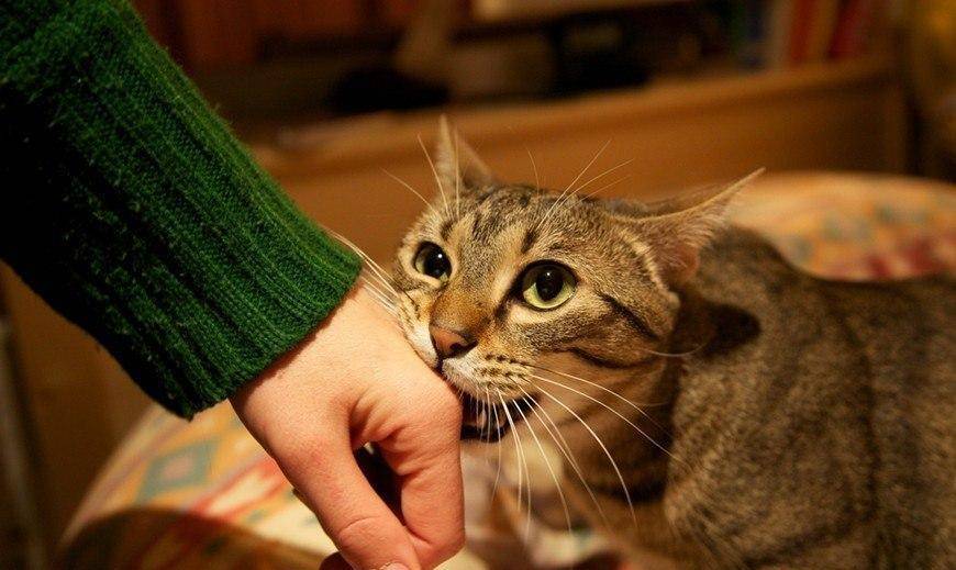1.主动要求戴肛塞尾巴的小猫浜