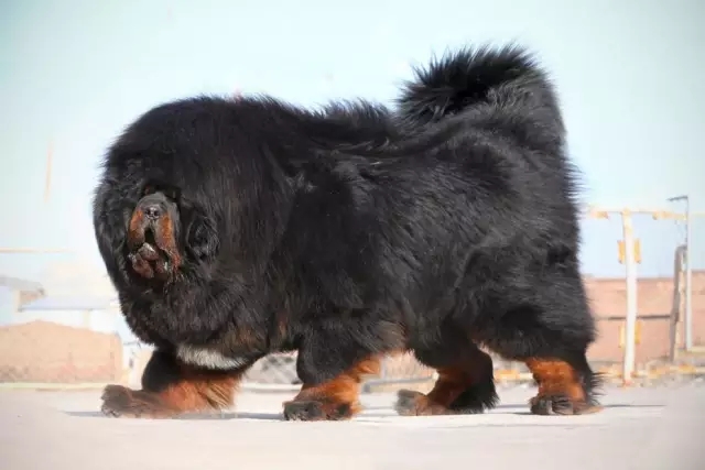 藏獒又硬又粗进去好爽浜，探索猛犬独特魅力，揭秘饲养技巧与快乐体验