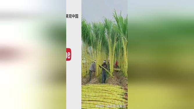 印度又粗又大甘蔗丰收季，农民笑开颜，田野金黄一片