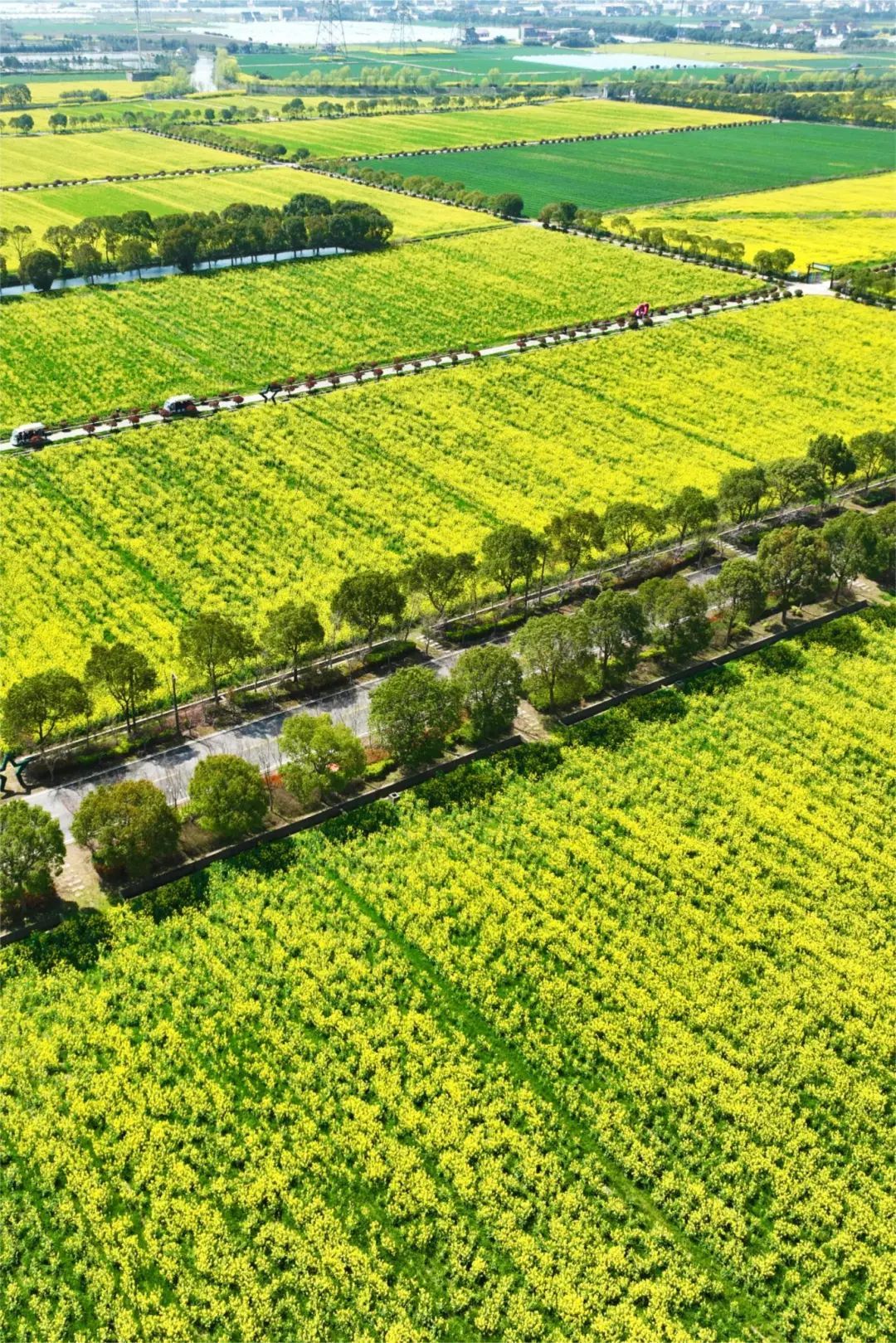 2.荷兰一级特黄大片浜，极致视觉盛宴，独家放送不容错过