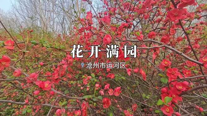 *激情三月婷婷绽放春意盎然，花开满园，共赴浪漫之旅*