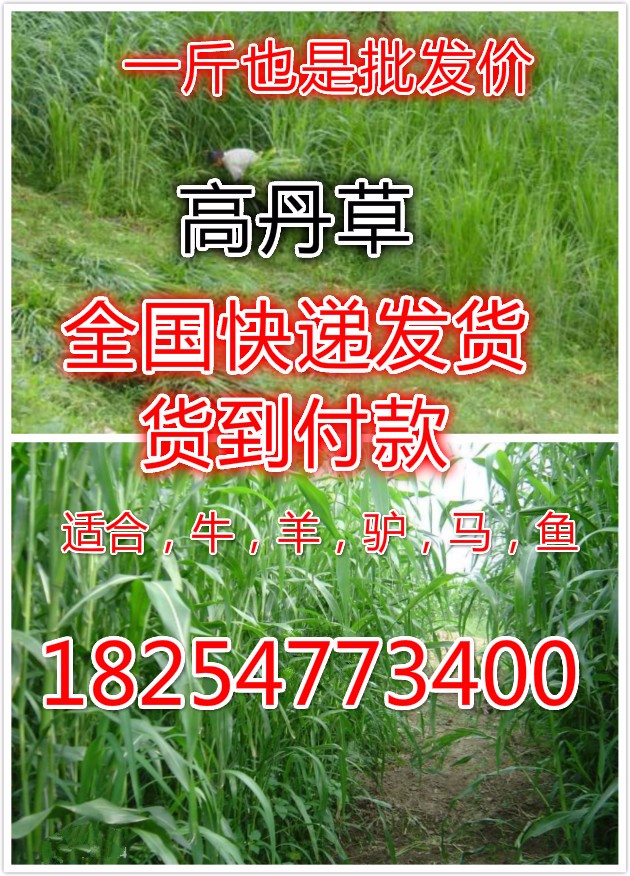 一级嫩草鲜嫩多汁营养丰富，优质牧草首选，助力牛羊健康成长