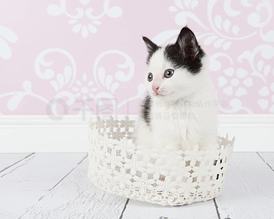 隐猫素材网精选高清资源免费下载
