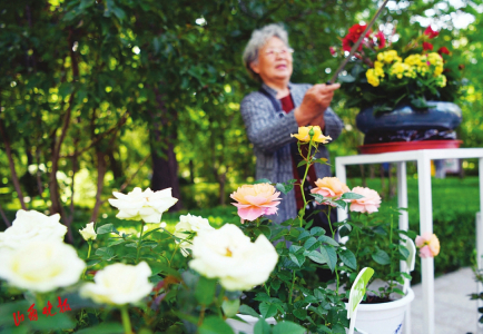 丁香花开久久香，芬芳满园，岁月静好，赏花正当时