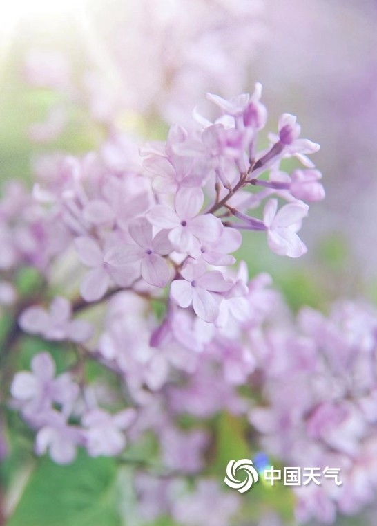 丁香婷婷久久一区二区三区绽放精彩，探索多元魅力，尽享视觉盛宴与独特体验