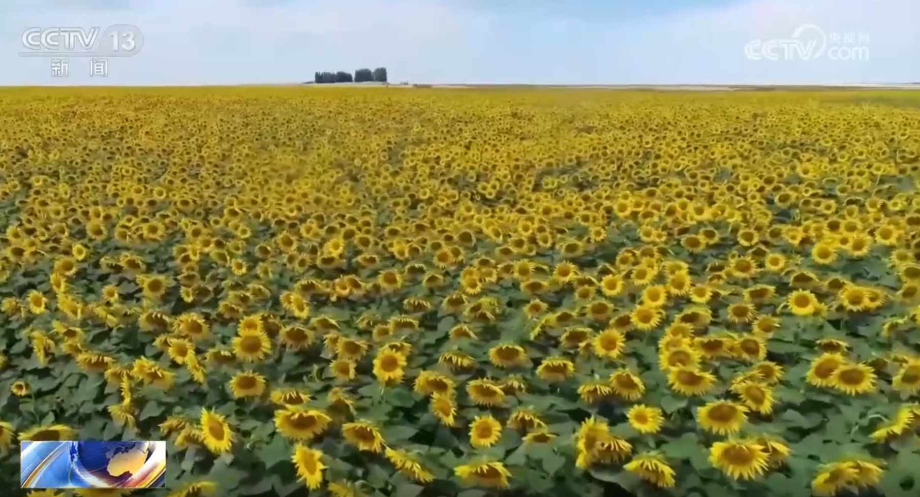 青青艹黄色映照大地生机盎然，春意盎然，希望无限