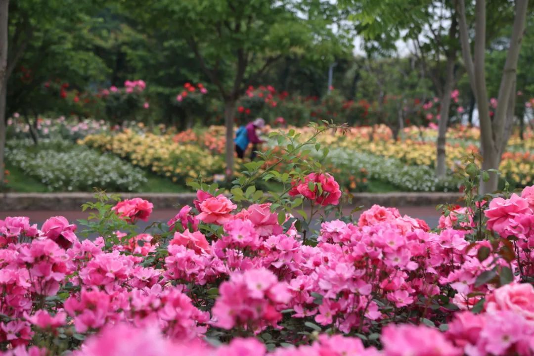1.骚五月花开满园芬芳四溢