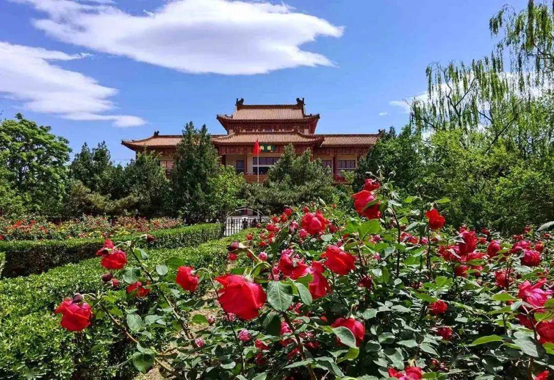 丁香婷婷激情五月绽放浪漫芬芳，五月花开满园香，邂逅最美季节