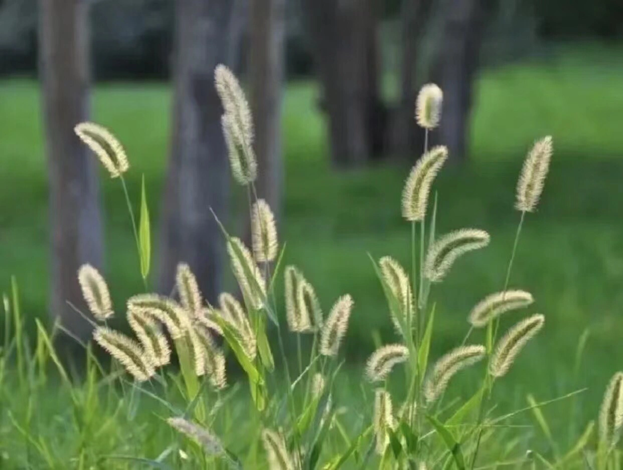 草