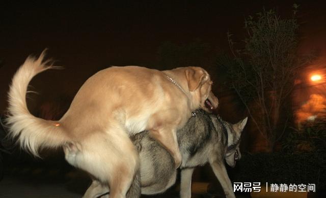 1.黄色免费裸影片人狗交配视频