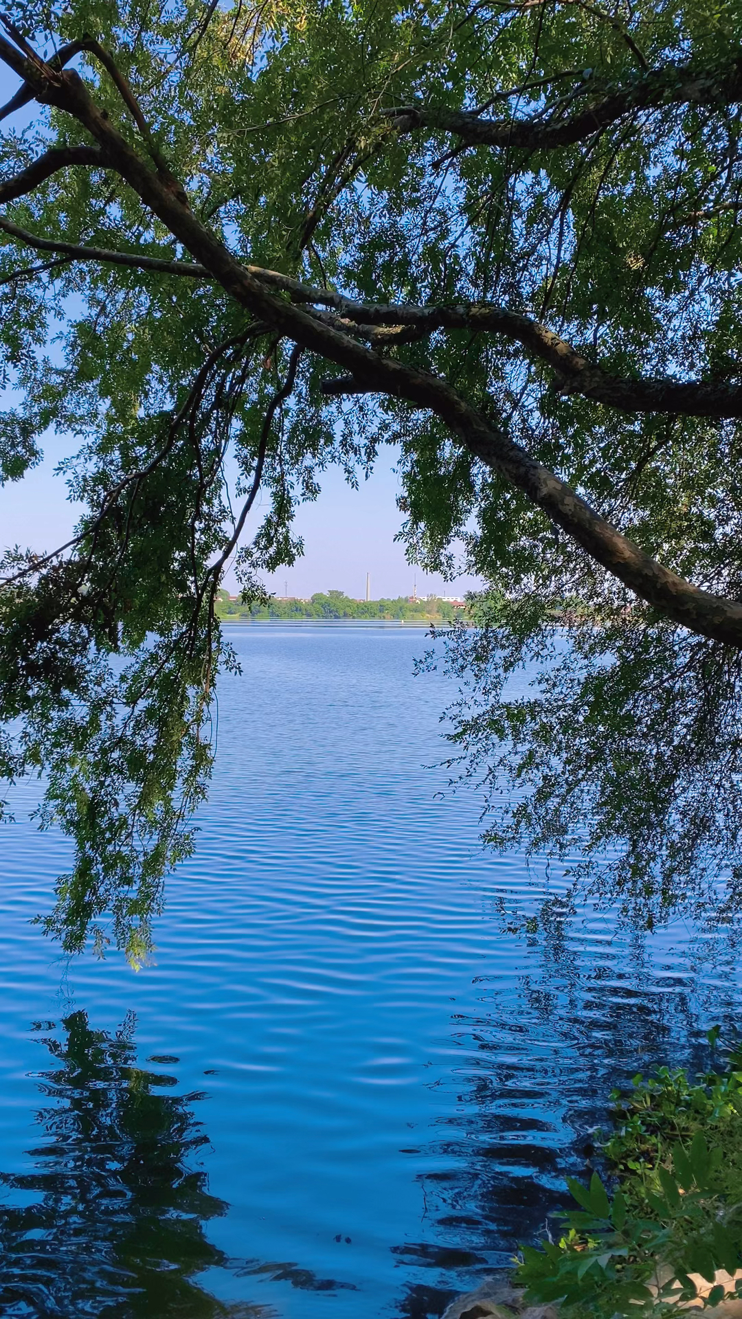 青青青草视频在线观看高清免费，畅享自然美景，感受清新草原风光