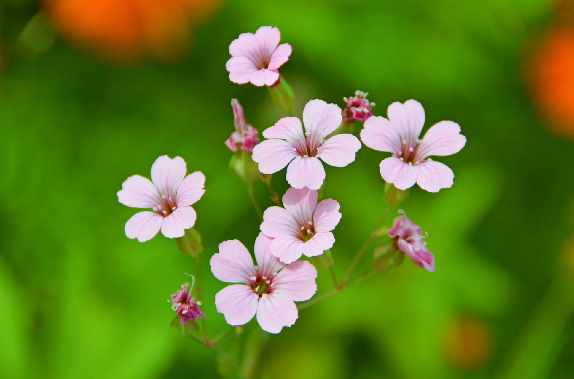 青青草久久见证岁月静好，品味自然芬芳，共享悠闲时光