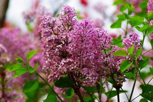日韩无码中文字幕丁香花，高清资源，免费下载，最新合集