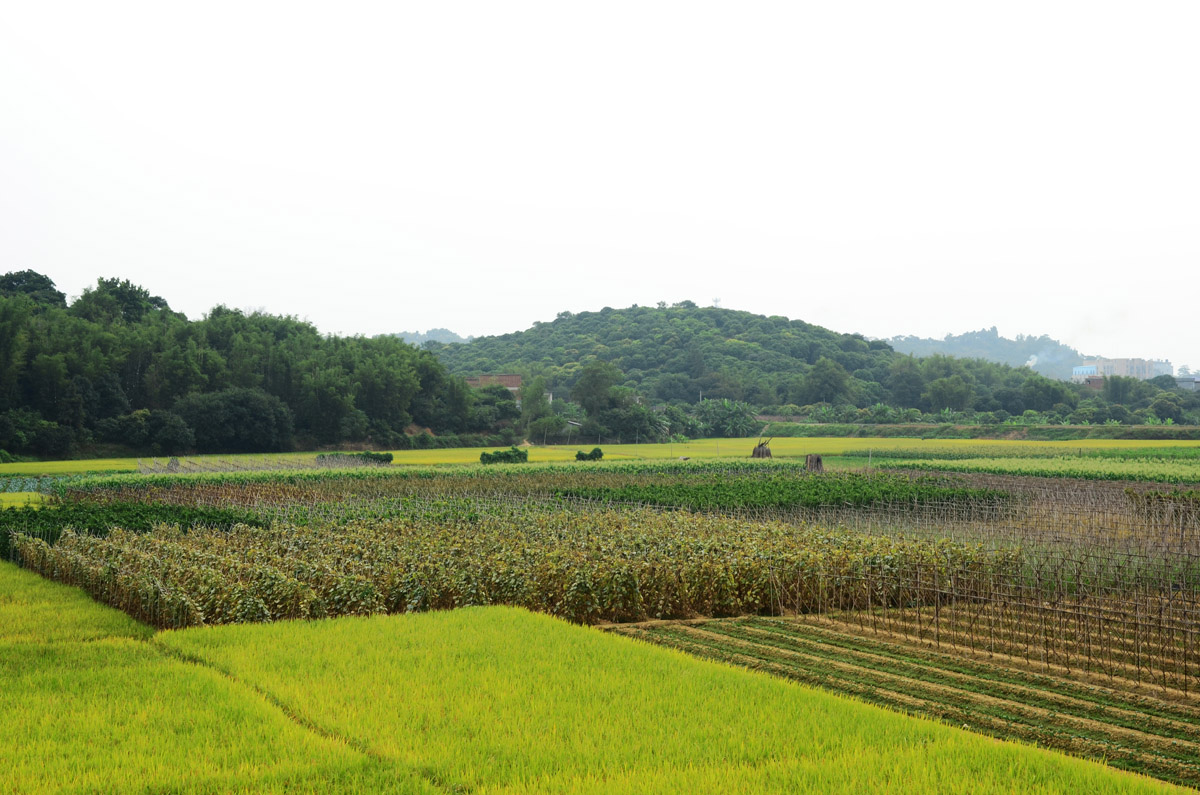 农村无码生活纪实，探索田园风光，感受淳朴民风与自然和谐共处
